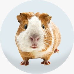 Small Pet