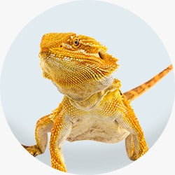 Reptile